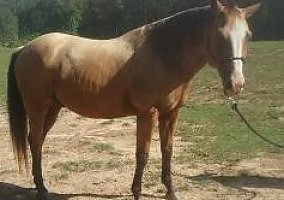 2010 Buckskin Gelding Paint Gelding