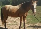 - Gelding in Sylacauga, AL - Gelding in Sylacauga, AL