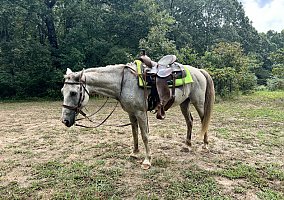 Warmblood (Warmblood, Gelding) in Wynne, AR