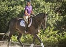 - Horse for Sale in Spanish Fork, UT 84660 - Horse for Sale in Spanish Fork, UT 84660