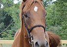 Thoroughbred - Horse for Sale in Hinckley, OH 44233 Thoroughbred - Horse for Sale in Hinckley, OH 44233
