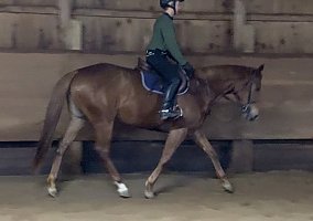 Thoroughbred (Thoroughbred, Mare) in Hinckley, OH