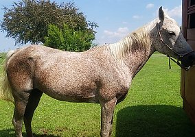 Arabian (Arabian, Mare) in Shipshewana, IN
