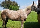 Arabian - Horse for Sale in Shipshewana, IN 46565