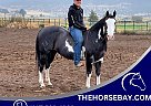 Draft - Horse for Sale in Klamath Falls, OR 97603