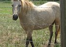 - Mare in Manvel, TX - Mare in Manvel, TX