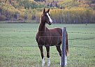 Saddlebred - Horse for Sale in Kamloops, BC V2C5J4