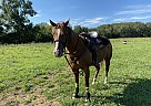 Dolly - Mare in Sprinng Hill, TN Dolly - Mare in Sprinng Hill, TN