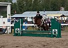 Fox - Gelding in Smithers, BC Fox - Gelding in Smithers, BC