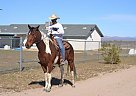 Flashy Paint Gelding for Sale Paint Gelding