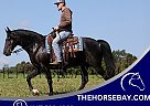 Missouri Fox Trotter - Horse for Sale in Parkers Lake, KY 42634 Missouri Fox Trotter - Horse for Sale in Parkers Lake, KY 42634