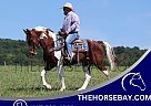 Missouri Fox Trotter - Horse for Sale in Jamestown, KY 42629 Missouri Fox Trotter - Horse for Sale in Jamestown, KY 42629