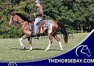 Missouri Fox Trotter - Horse for Sale in Parkers Lake, KY 42634 Missouri Fox Trotter - Horse for Sale in Parkers Lake, KY 42634