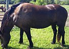 Friesian - Horse for Sale in K.C., MO 64119 Friesian - Horse for Sale in K.C., MO 64119