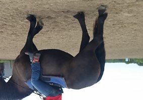 Friesian (Friesian, Mare) in K.C., MO