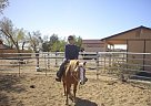 Haflinger Mare for Sale Haflinger Mare