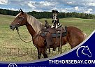 Haflinger - Horse for Sale in Tompkinsville, KY 42166