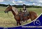 Haflinger - Horse for Sale in Tompkinsville, KY 42166 Haflinger - Horse for Sale in Tompkinsville, KY 42166
