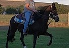 Dante's Muscante - Gelding in Benton City, WA Dante's Muscante - Gelding in Benton City, WA