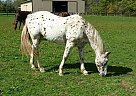 QT - Mare in Wapakoneta, OH QT - Mare in Wapakoneta, OH