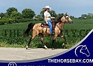 Kentucky Mountain - Horse for Sale in Moscow, OH 45153