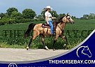 Kentucky Mountain - Horse for Sale in Moscow, OH 45153 Kentucky Mountain - Horse for Sale in Moscow, OH 45153