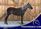 Pony - Horse for Sale in New Haven, KY 40051 Pony - Horse for Sale in New Haven, KY 40051
