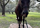 Quarter Horse - Horse for Sale in Lake City, FL 32025