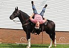 Fable - Gelding in West Liberty, KY Fable - Gelding in West Liberty, KY
