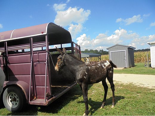 Mule for Sale