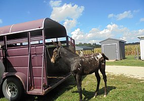 Mule (Mule, Gelding) in Connersville, IN