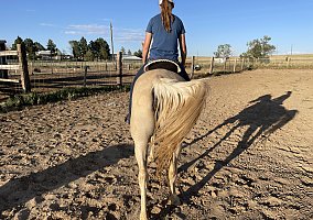 Missouri Fox Trotter (Missouri Fox Trotter, Mare) in Aurora, CO