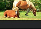 Percheron - Horse for Sale in Ashby, MA 01431 Percheron - Horse for Sale in Ashby, MA 01431