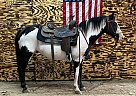 Slidin Diamond - Mare in Owingsville, KY Slidin Diamond - Mare in Owingsville, KY