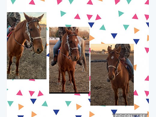 Quarter Horse