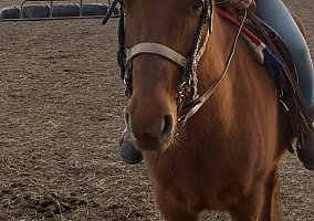 Quarter Horse (Quarter Horse, Mare) in Georgetown, DE