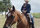 Red - Mare in Kiowa, CO Red - Mare in Kiowa, CO