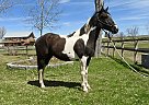 Quarter Horse - Horse for Sale in Corvallis, MT 59828