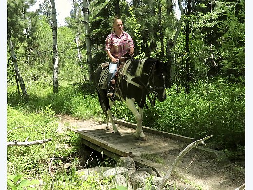 Quarter Horse Paint Gelding
