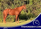 Quarter Horse - Horse for Sale in Midland City, AL 36350 Quarter Horse - Horse for Sale in Midland City, AL 36350