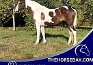 Spotted Saddle - Horse for Sale in Wykoff, MN 55990
