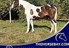 Spotted Saddle - Horse for Sale in Wykoff, MN 55990 Spotted Saddle - Horse for Sale in Wykoff, MN 55990