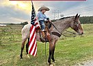 Appaloosa - Horse for Sale in Phillipsburg, MO 65722 Appaloosa - Horse for Sale in Phillipsburg, MO 65722