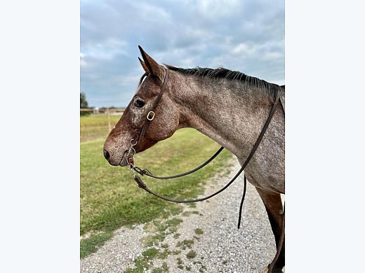 Stunning Appaloosa Bay Mare!