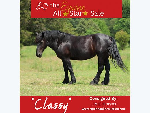 Stunning Percheron Black Mare!