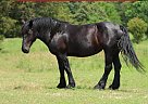 Percheron - Horse for Sale in Freistatt, MO 65654