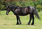 Percheron - Horse for Sale in Freistatt, MO 65654 Percheron - Horse for Sale in Freistatt, MO 65654