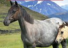 Quarter Horse - Horse for Sale in Monett, MO 65708 Quarter Horse - Horse for Sale in Monett, MO 65708