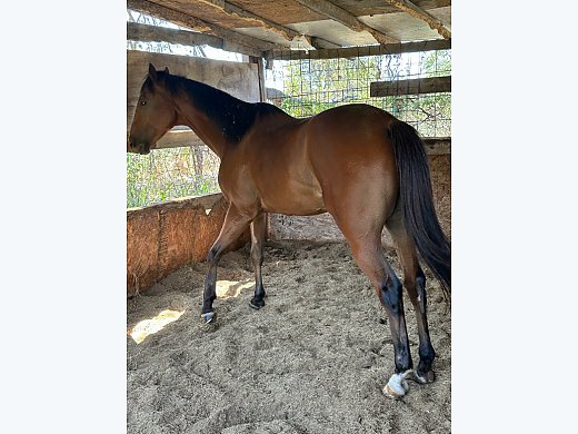 Thurobread Race Horse