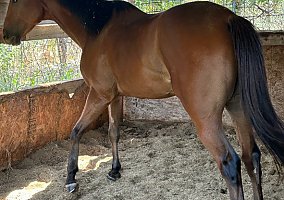 Thoroughbred (Thoroughbred, Gelding) in Somerset, TX